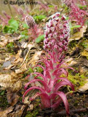 Petasites hybridus (Gewöhnliche Pestwurz)