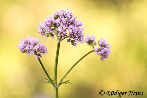 Valeriana officinalis, Echter Baldrian