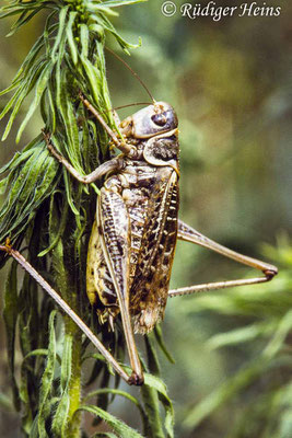 Decticus albifrons (Südlicher Warzenbeißer) Männchen, 18.09.1986 (Scan vom Dia)