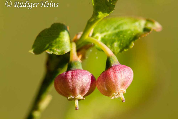 Vaccinium myrtillus (Heidelbeere), 17.5.2020