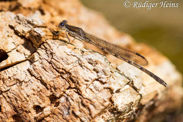 Sympecma fusca (Gemeine Winterlibelle) Männchen, 13.5.2019