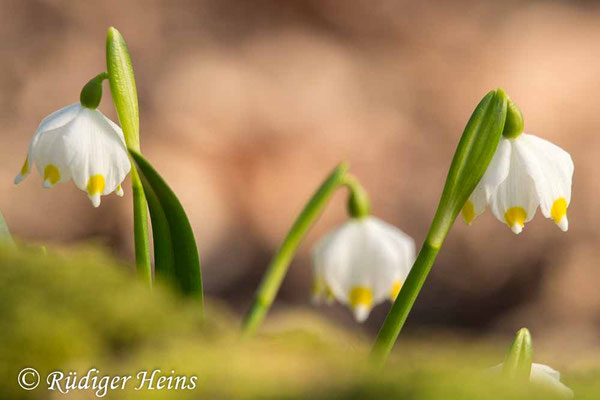Leucojum vernum (Frühlingsknotenblume oder Märzenbecher)