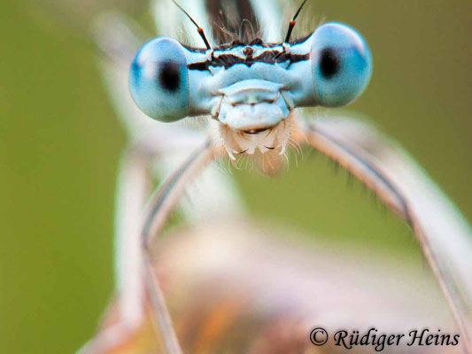 Platycnemis pennipes (Blaue Federlibelle) Männchen, 24.7.2009