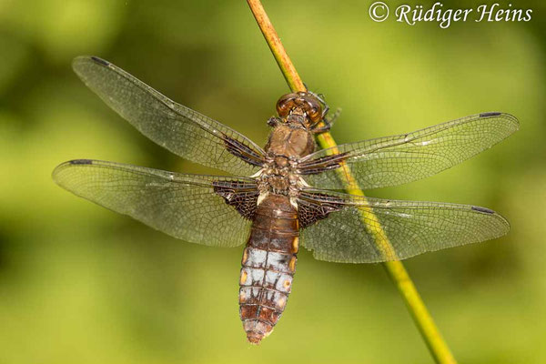 Libellula depressa, Plattbauch, altes Weibchen