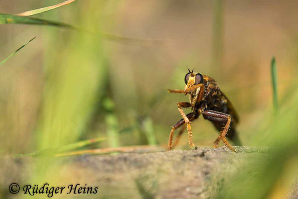 Hornissen-Raubfliege (Asilus crabroniformis) Weibchen, 29.8.2024 - Makroobjektiv 180mm f/3.5