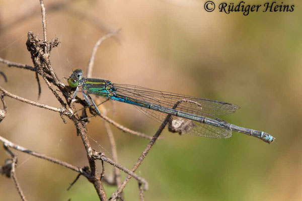 Erythromma viridulum (Kleines Granatauge) Weibchen, 24.6.2018
