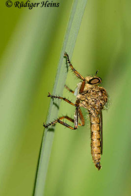 Tolmerus cingulatus (Burschen-Raubfliege) Männchen