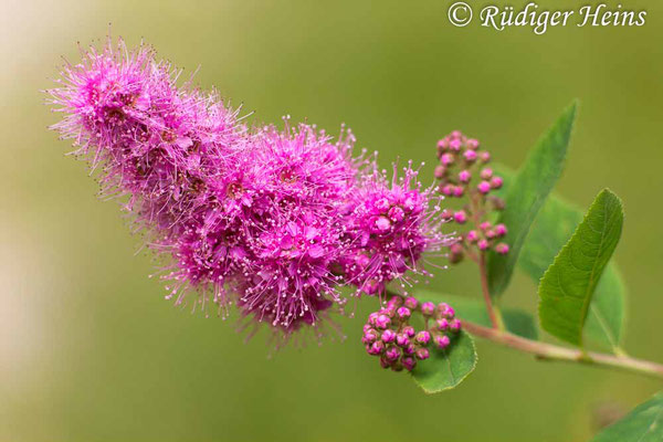 Spiraea salicifolia (Weidenblättrige Spiere), 6.7.2017