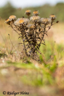 Carlina vulgaris (Golddistel)