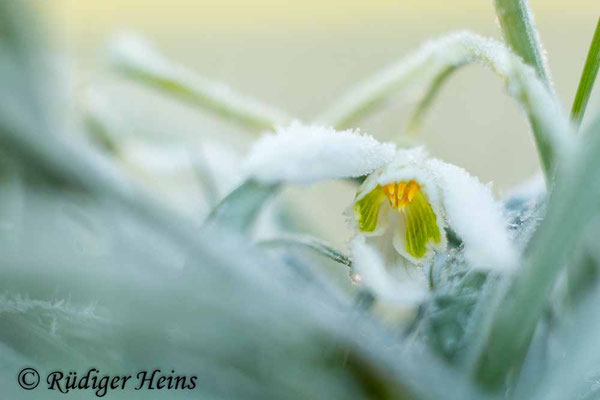 Galanthus nivalis (Schneeglöckchen)