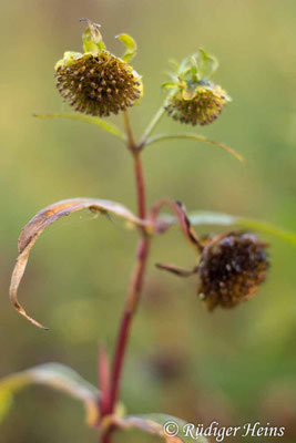 Bidens cernua (Nickender Zweizahn)