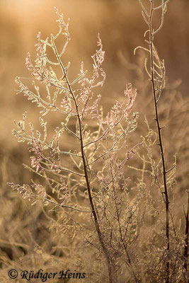 Asparagus officinalis (Weißer Spargel) Zweige mit Raureif, 5.12.2018