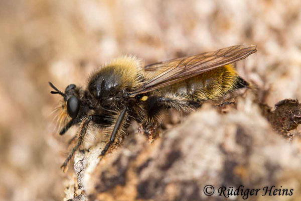 Laphria flava (Gelbe Mordfliege) Weibchen, 22.7.2020