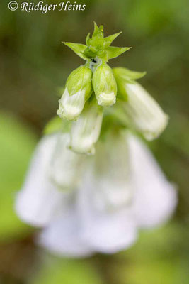 Digitalis purpurea (Roter Fingerhut), 16.6.2024
