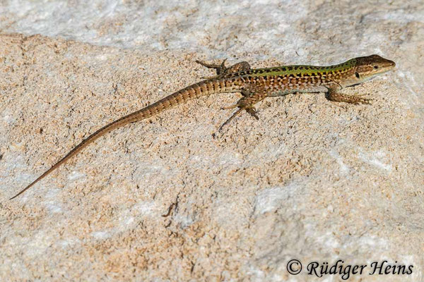Podarcis sicula (Ruineneidechse)