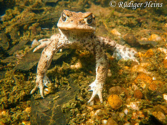 Bufo bufo (Erdkröte) Männchen, 28.3.2010