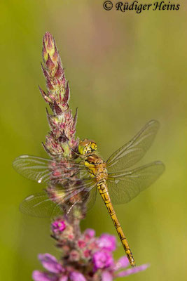 Sympetrum striolatum (Große Heidelibelle) Weibchen, 11.7.2024