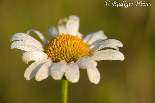 Tripleurospermum inodorum (Geruchlose Kamille)