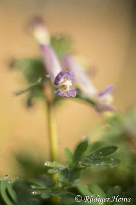 Corydalis solida (Gefingerter Lerchensporn), 18.3.2022