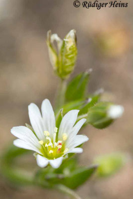 Sand-Hornkraut (Cerastium semidecandrum), 1.6.2025 - Lupenobjektiv 65mm f/2.8
