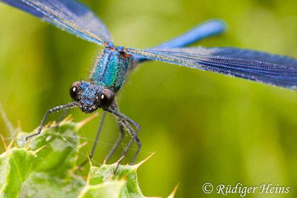 Calopteryx splendens (Gebänderte Prachtlibelle) Männchen, 11.6.2011