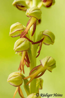 Orchis anthropophorum (Ohnsporn), 21.5.2015