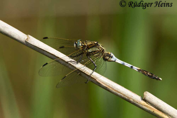 Orthetrum albistylum (Östlicher Blaupfeil) Männchen, 22.6.2017