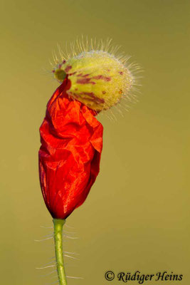 Papaver rhoeas, Klatschmohn