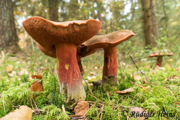 Neoboletus erythropus (Flockenstieliger Hexen-Röhrling), 31.10.2022