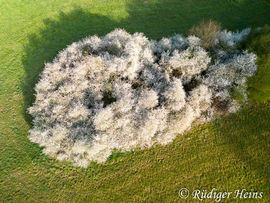 Dichtes Schlehengebüsch, 16.4.2025 - DJI Mini 3 Pro 24mm f/1,7