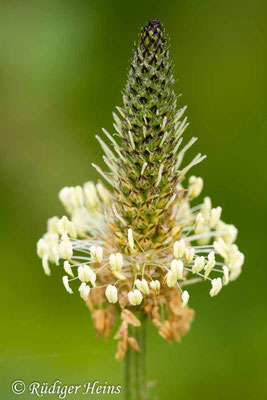 Plantago lanceolata (Spitzwegerich), 18.8.2013