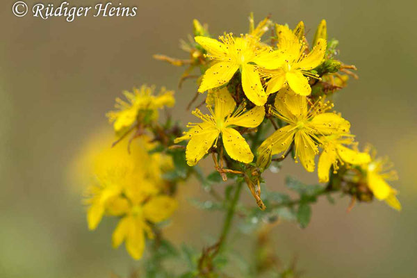 Hypericum perforatum (Echtes Johanniskraut), 21.7.2019