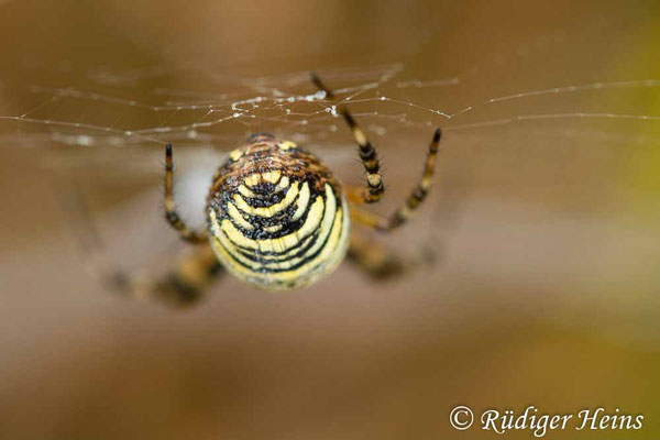 Argiope bruennichi (Zebraspinne, Wespenspinne)