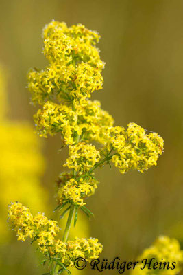 Galium verum (Echtes Labkraut), 17.8.2016