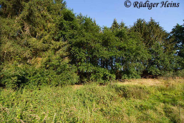 Tolmerus cingulatus (Burschen-Raubfliege) Habitat