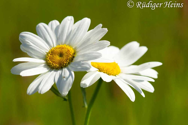 Leucanthemum vulgare (Magerwiesen-Margerite)