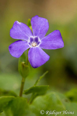 Vinca minor (Kleines Immergrün), 17.4.2016