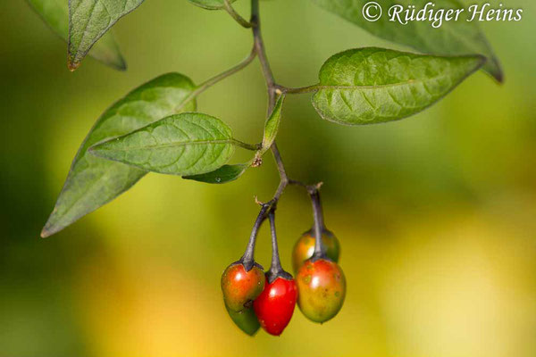 Solanum dulcamara (Bittersüßer Nachtschatten), 11.10.2018