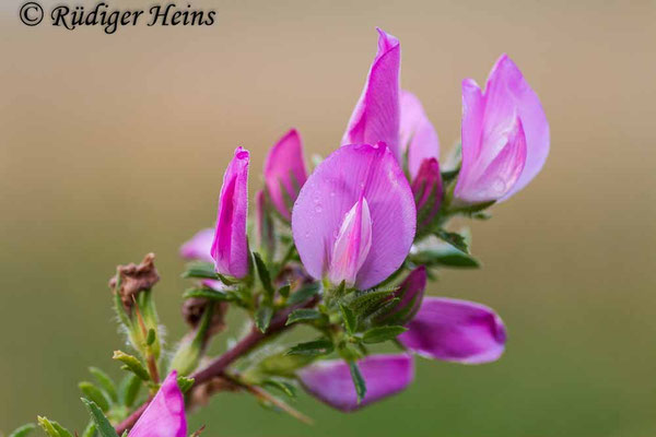 Ononis spinosa (Dornige Hauhechel)
