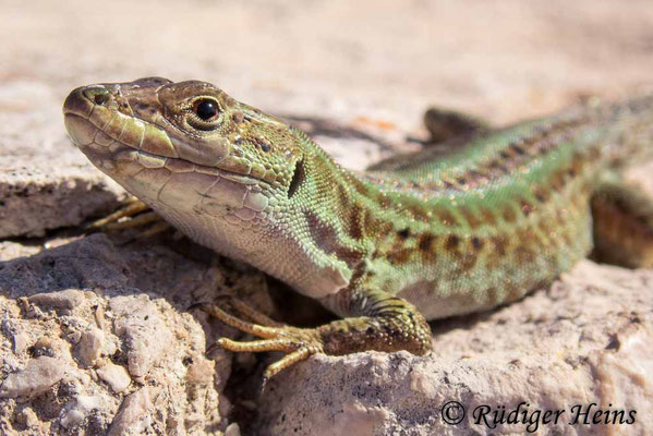 Podarcis sicula (Ruineneidechse)