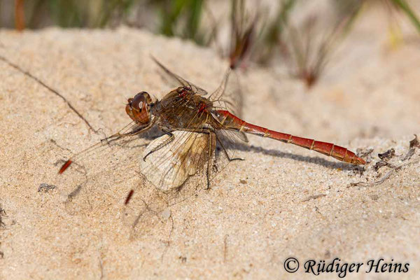 Sympetrum meridionale (Südliche Heidelibelle) Männchen, 26.9.2018