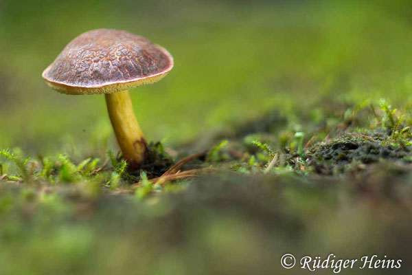 Xerocomellus chrysenteron (Gemeiner Rotfußröhrling), 1.10.2022