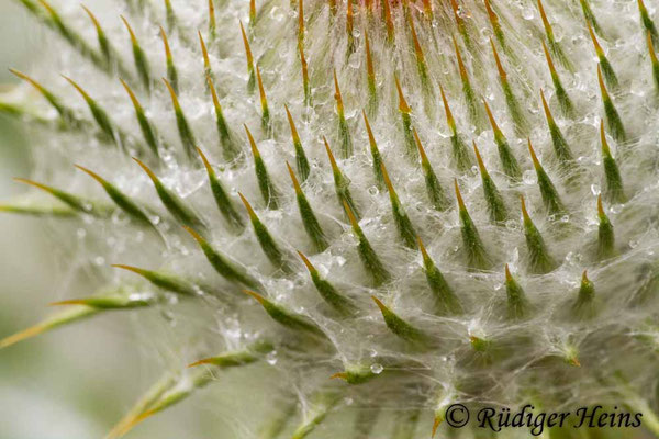 Onopordum acanthium (Gewöhnliche Eselsdistel), 14.7.2013