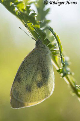 Pieris rapae (Kleiner Kohlweißling), 31.8.2023