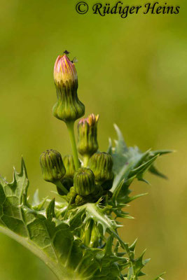 Sonchus asper (Raue Gänsedistel), 10.9.2017