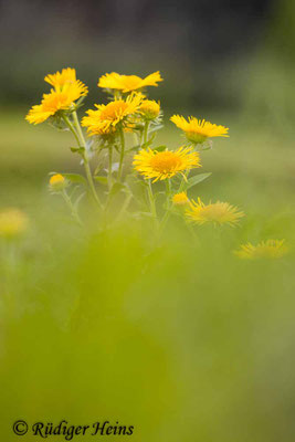 Inula britannica (Wiesen-Alant), 11.8.2023