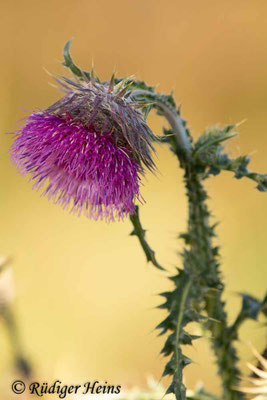 Carduus nutans (Nickende Distel), 15.10.2017