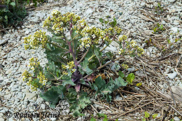 Crambe maritima (Echter Meerkohl), 31.5.2014