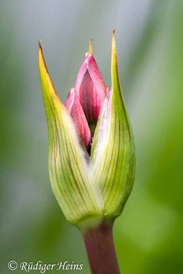 Butomus umbellatus (Schwanenblume), 17.6.2007