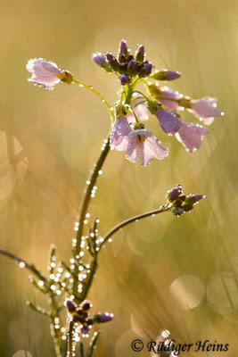Cardamine pratensis (Wiesen-Schaumkraut), 27.4.2020